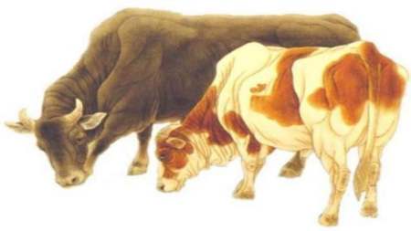 属牛的红鸾星动,属牛是哪年出生的