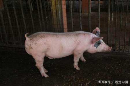 属猪女人几月生意好,属猪女适合做生意吗