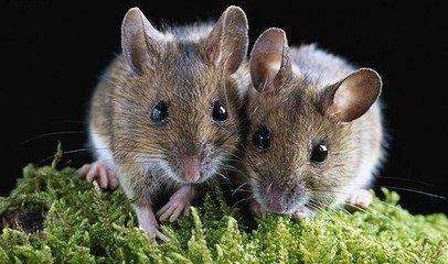 属鼠的每个月出生的命,属鼠出生月命运详解