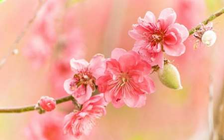 桃花运分为哪几种各起什么作用,桃花运是指性关系吗